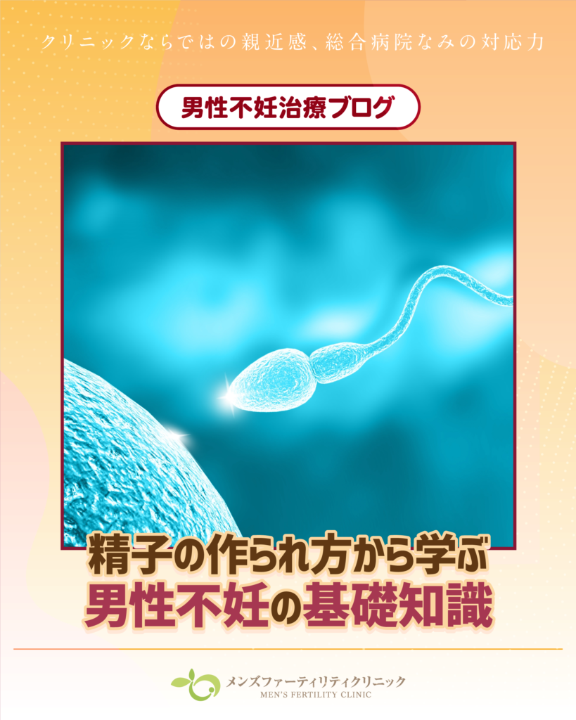 精子の作られ方から学ぶ男性不妊の基礎知識