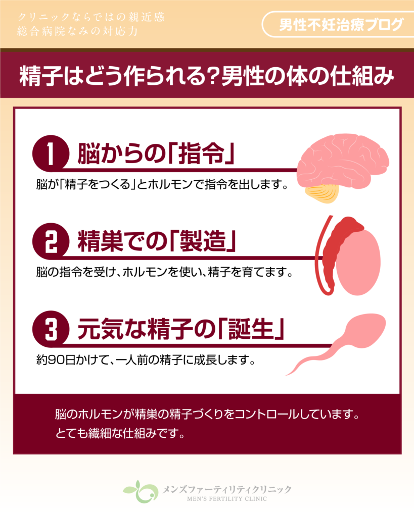 精子はどう作られる?男性の体の仕組みをやさしく解説